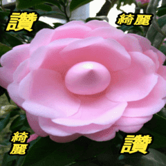 美しい花 長老の挨拶イラスト Line スタンプ Line Store