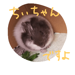 guinea pig Chii-chan