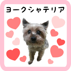 Yorkshire Terrier sticker gon