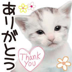 Baby Cat Tokyo Line Stickers Line Store