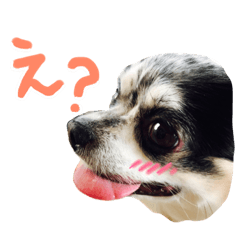 daily life of Chihuahua "Chovi"
