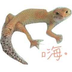 豹紋守宮/睫角守宮/瑪爾濟斯/貓/水母