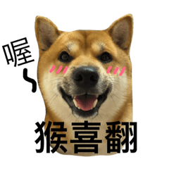 funny fat dog pictures