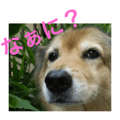 hanachannohitorigoto