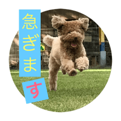 daily words toy poodles2