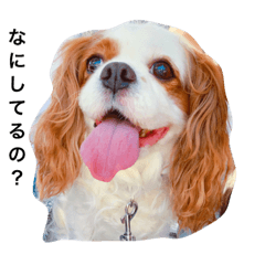 cute dog,cavalier
