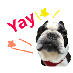 Greetings from French bulldog (English)