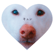 shiroshibarikutan
