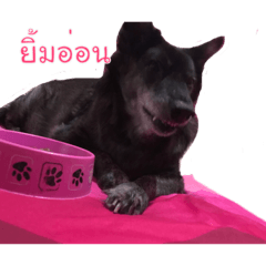 Laknoy V2
