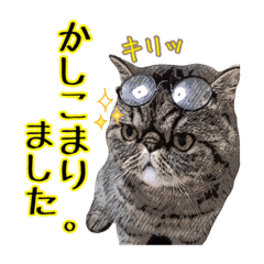 エキゾな猫d Line スタンプ Line Store