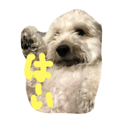 LOVE    dog
