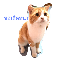 catody