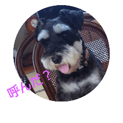 dog days with me2