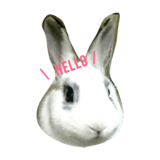 Rabbit Day..