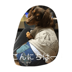 nene dachshund