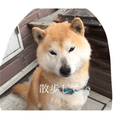 DOG day  japan