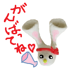 Pichi Rabbit2