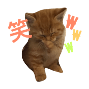 kinako talk 3