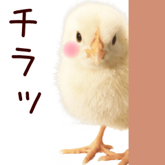 Cute Cute Chick Sticker.