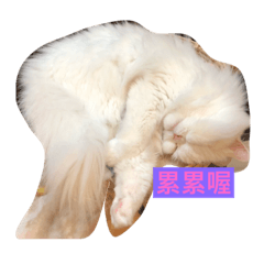 A beautiful cat
