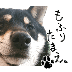 発表 モディッシュ 神の 黒 柴犬 スタンプ 無料 Sunglobal Jp