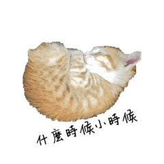 那個那個貓