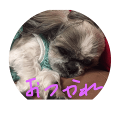 Chokocyan no ichinichi