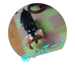 dog days with me 7