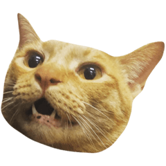 Dangao and cat