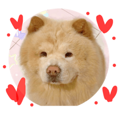 chowchowdog