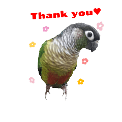 綠頰小太陽鸚鵡（多多） 2