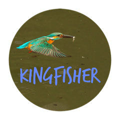 Kingfisher#1