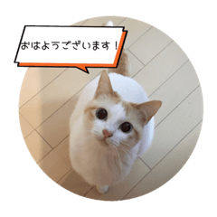 Hasebe's cat sticker!! Japanese ver.