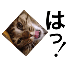 ぬっこぬこにしてやんよ 使いやすい猫様 Line スタンプ Line Store ぬっこぬこにしてやんよ 使いやすい猫様 Line スタンプ Line Store