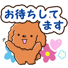 Polite Toy poodle (Appointment version)