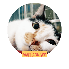 Hana lazy Meow