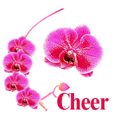 Orchids cheer for You