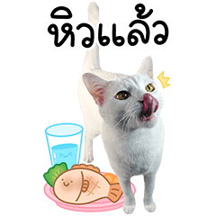 สโนว์ เจ้าแมวขาว