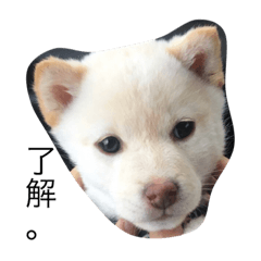 shiroshiba_kinachan