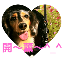臘腸寶貝女兒 BICHOCHO