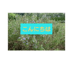 Kigaruni tukaeru sta