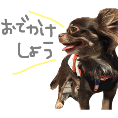 Always, EveryKindOfTime Is A Chihuahua.