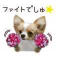 チワワのラテかわいすぎる写真スタンプ3 Line スタンプ Line Store