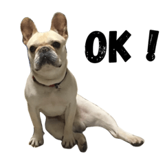French bulldog says words.