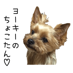 yorkie choco