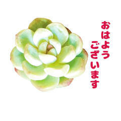 succulents lovers