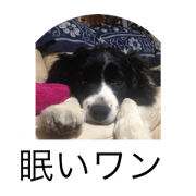 kittu