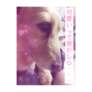 sakura comments