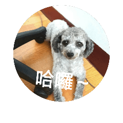 My Cute dog(Mao Mao)
