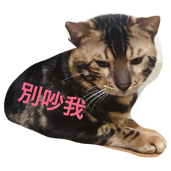 貓咪啾似任性